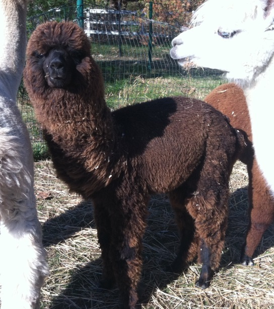 List of Our Alpacas 2014 – Riverrun Fibers